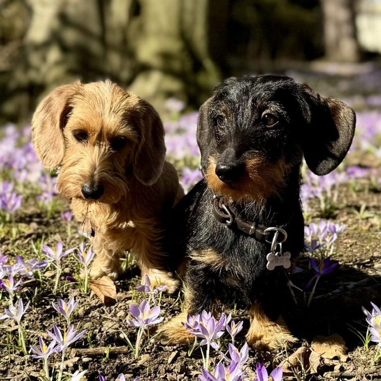 Pebbles und Adelheid